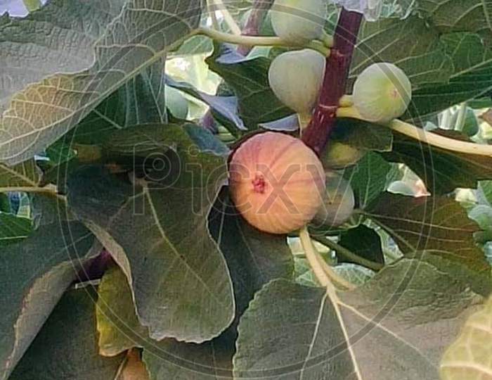 Fig flowering Plants