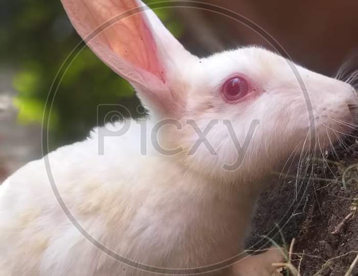 Rabbit Close up Pic's