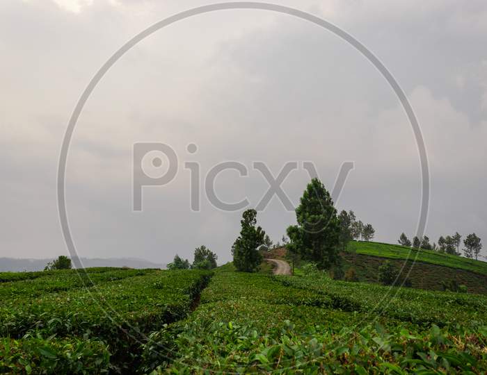 Tea Gardens In The Foothills Of Western Ghat