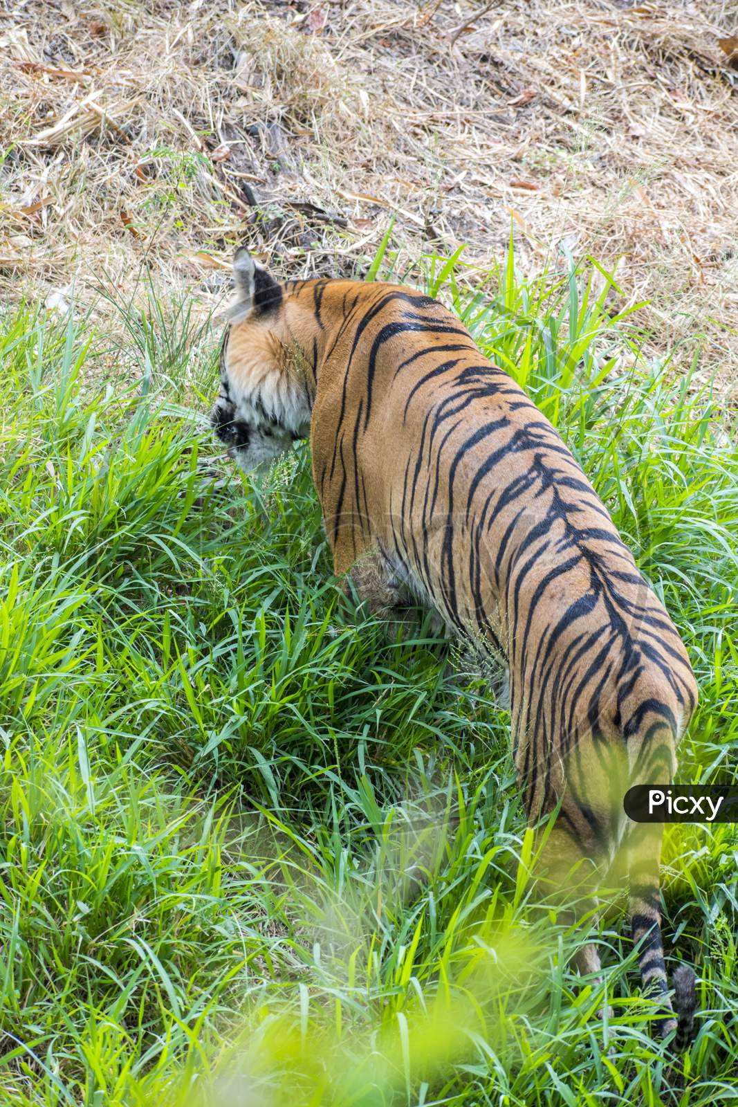 A Rare Image The Tiger Eating Grass In Order To Digest The Meat