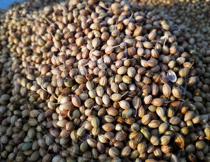 Pile or heap of coriander seeds closeup view in sunlight