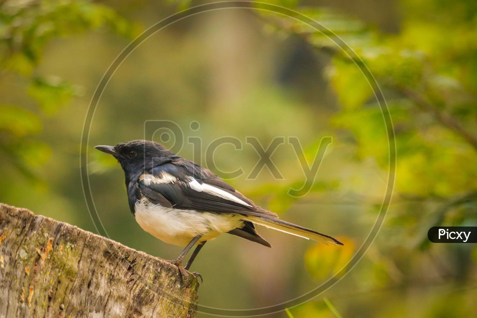 Bird standing on wood. Field blur