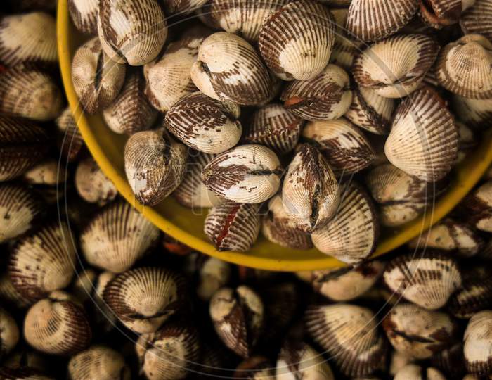 Sea food shells