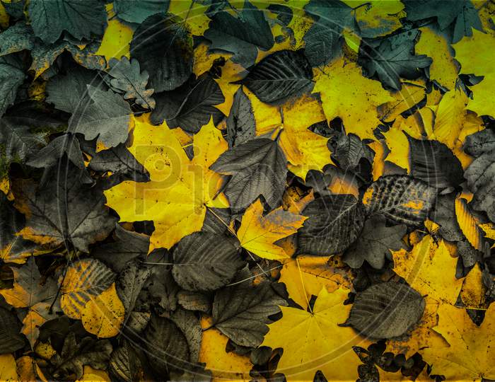 Beautiful view of dried leaves in the forest