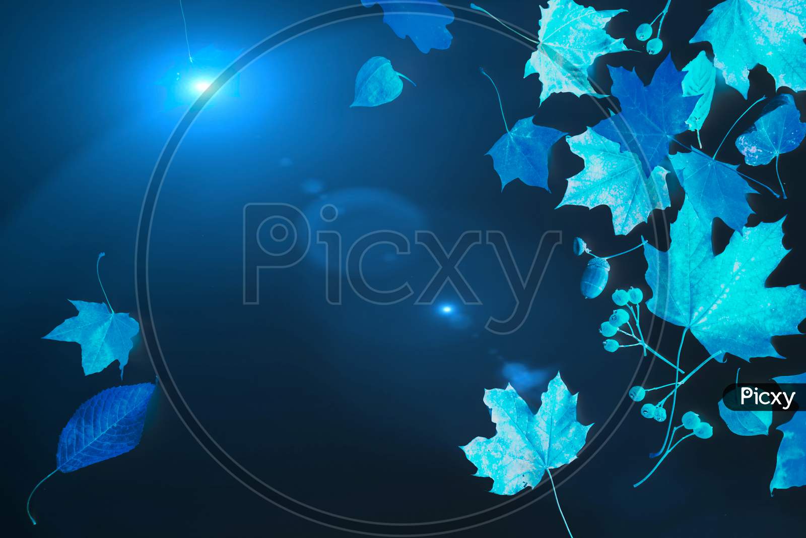 Beautiful view of dried leaves with blue background