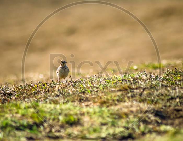 sparrow bird playing in green grass of ooty garden