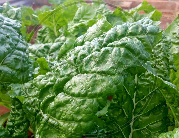 fresh spinach vegetable on a garden