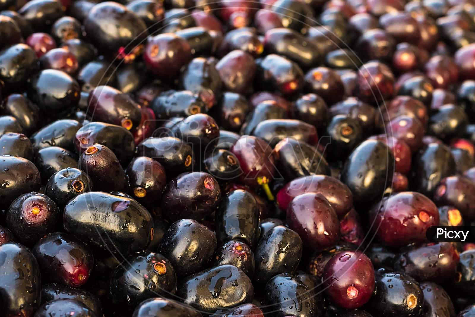 Lots Of Black Plum Organic Fruit, Background, Agriculture And Health Concept