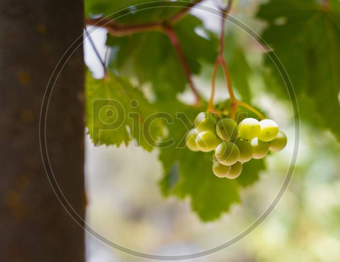A Bunch Of Green Grapes Hanging From A Vine Branch