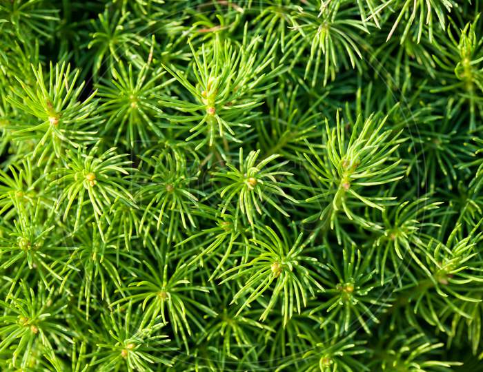 Green Leafs Of A Pine Tree