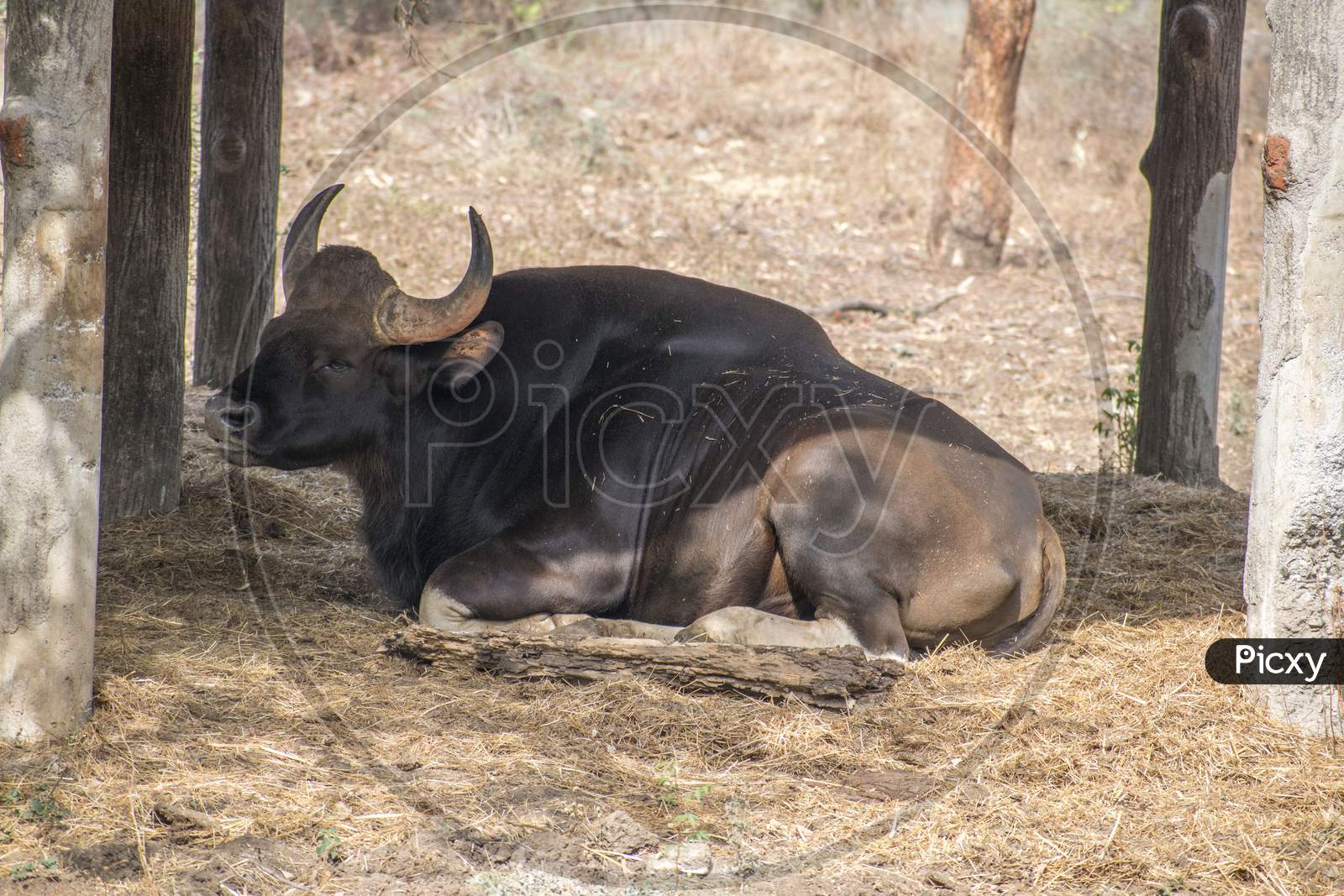 Indian Gaur Resting/ Sitting In The Shadow At Rajiv Gandhi National Park (Katraj Zoo), Pune,Maharashtra,India