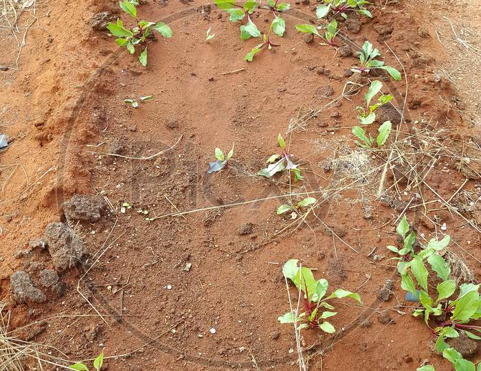 beetroot seedling in a garden