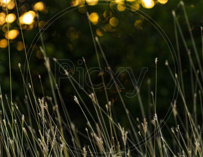 Golden Grass With Golden Bokeh With Golden Light With Isolated Background
