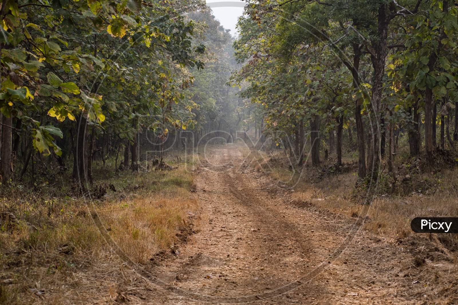 Road Through The Melghat Forest With Tall Green Trees Around And Wheel Path