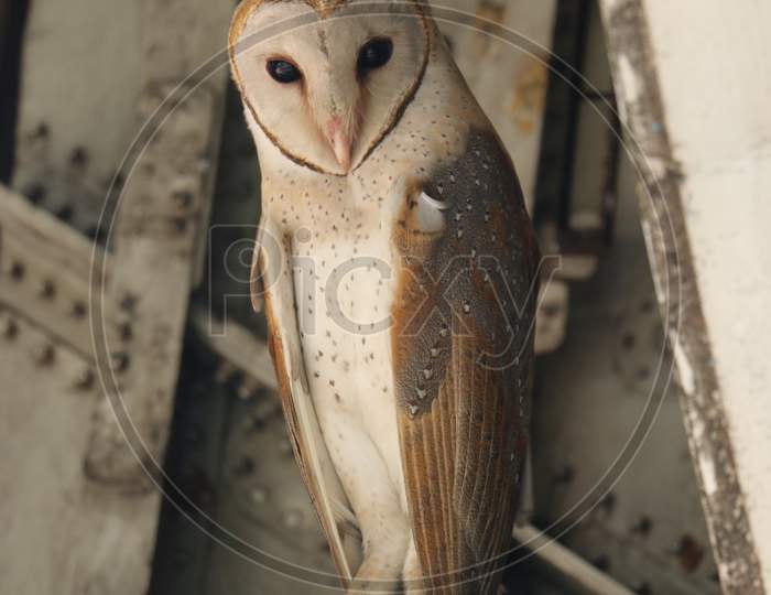 Barn Owl from Sri Lanka