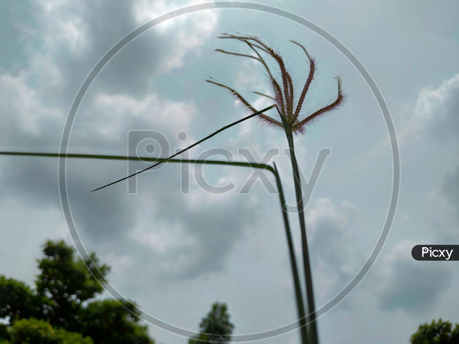 Beautiful gress flower with sky in background