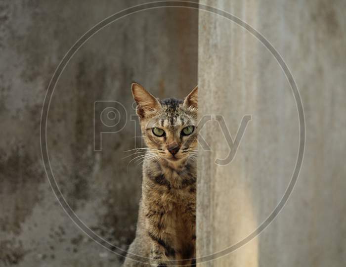 Female Cat Giving A Pose As A Model