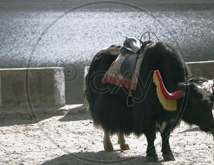 Yak in the mountains