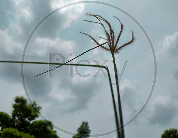 Beautiful gress flower with sky in background