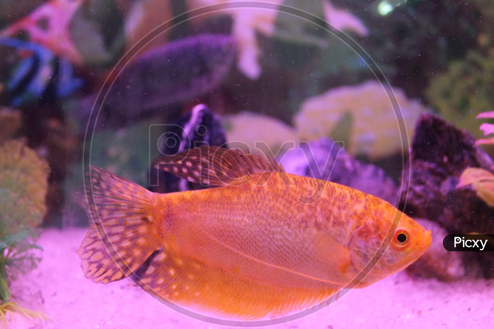Deep Orange Golden Gourami Fish.