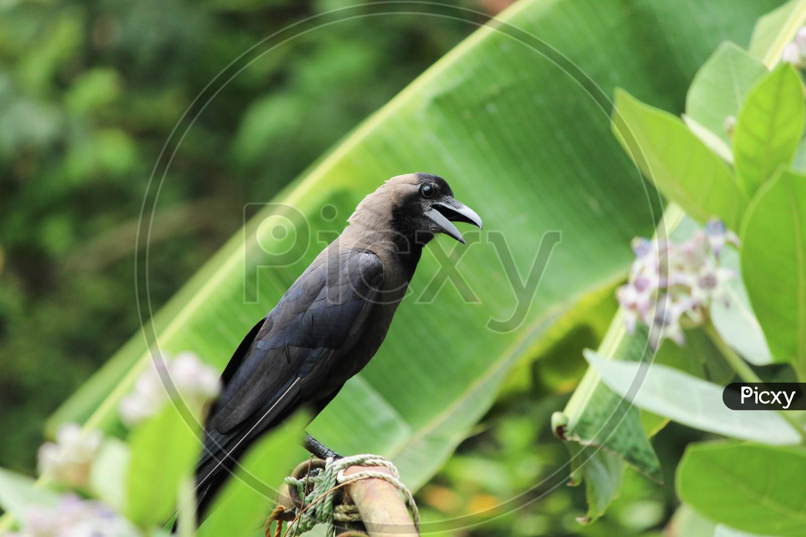 House Crow Bird With Feather