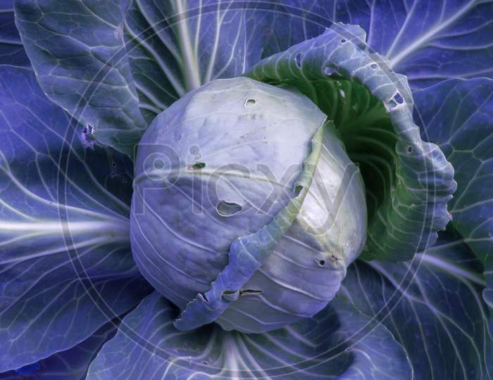 Purple cabbage vegitable closeup