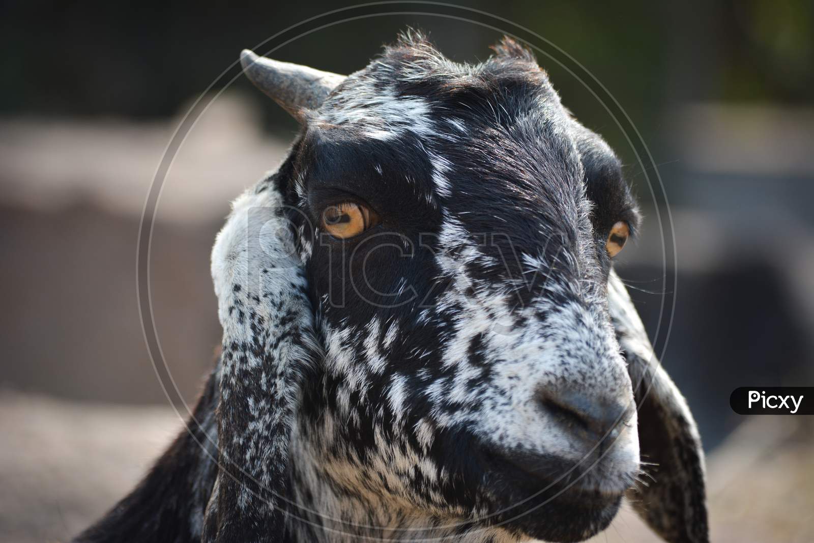Close up photo of a goat on a farm in the village