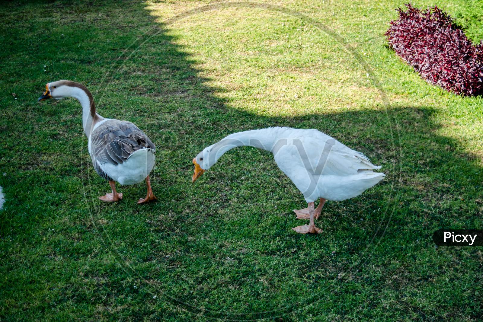 Ducks are Walking In the green resort Garden of Ooty