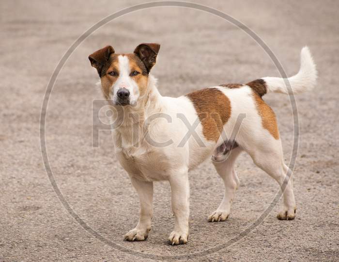Brown And White Dog