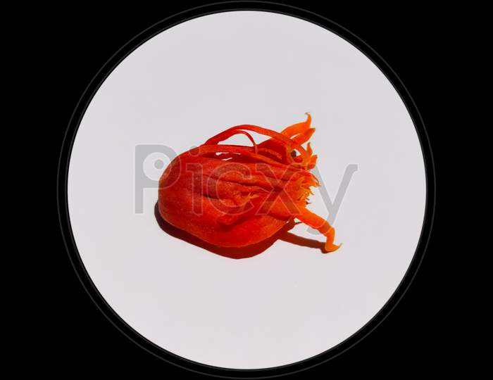 A concept pic of red maze spice isolated in white background surrounded by black circular border