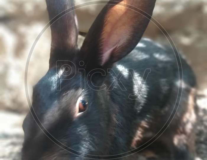 Beautiful Black Rabbit