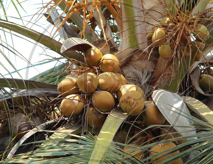 Coconut Is The Fruit Of The Coconut Palm.