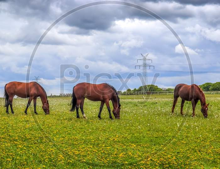 Brown horses grazing on a meadow with lots of yellow dandelions