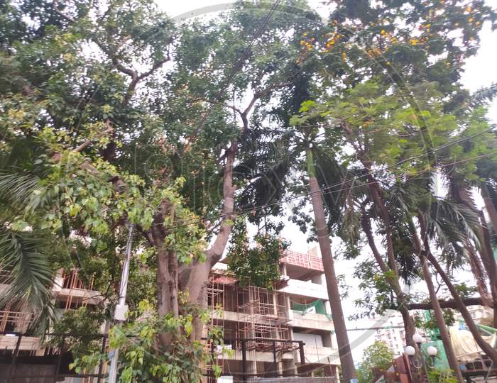 Lots Of Tree Behind Construction Building