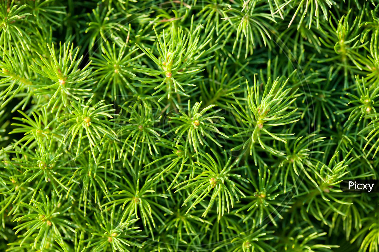 Green Leafs Of A Pine Tree