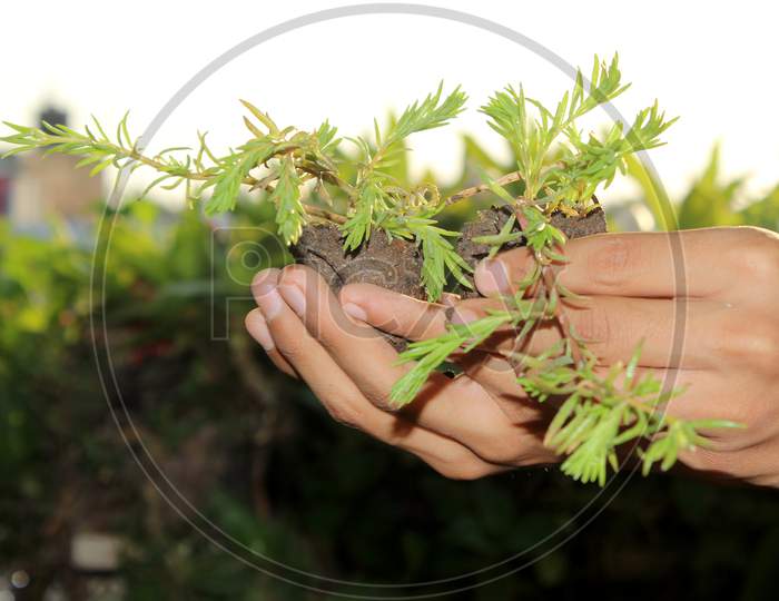 Hand Holding Portulaca Summer Succulent Plant For Growing