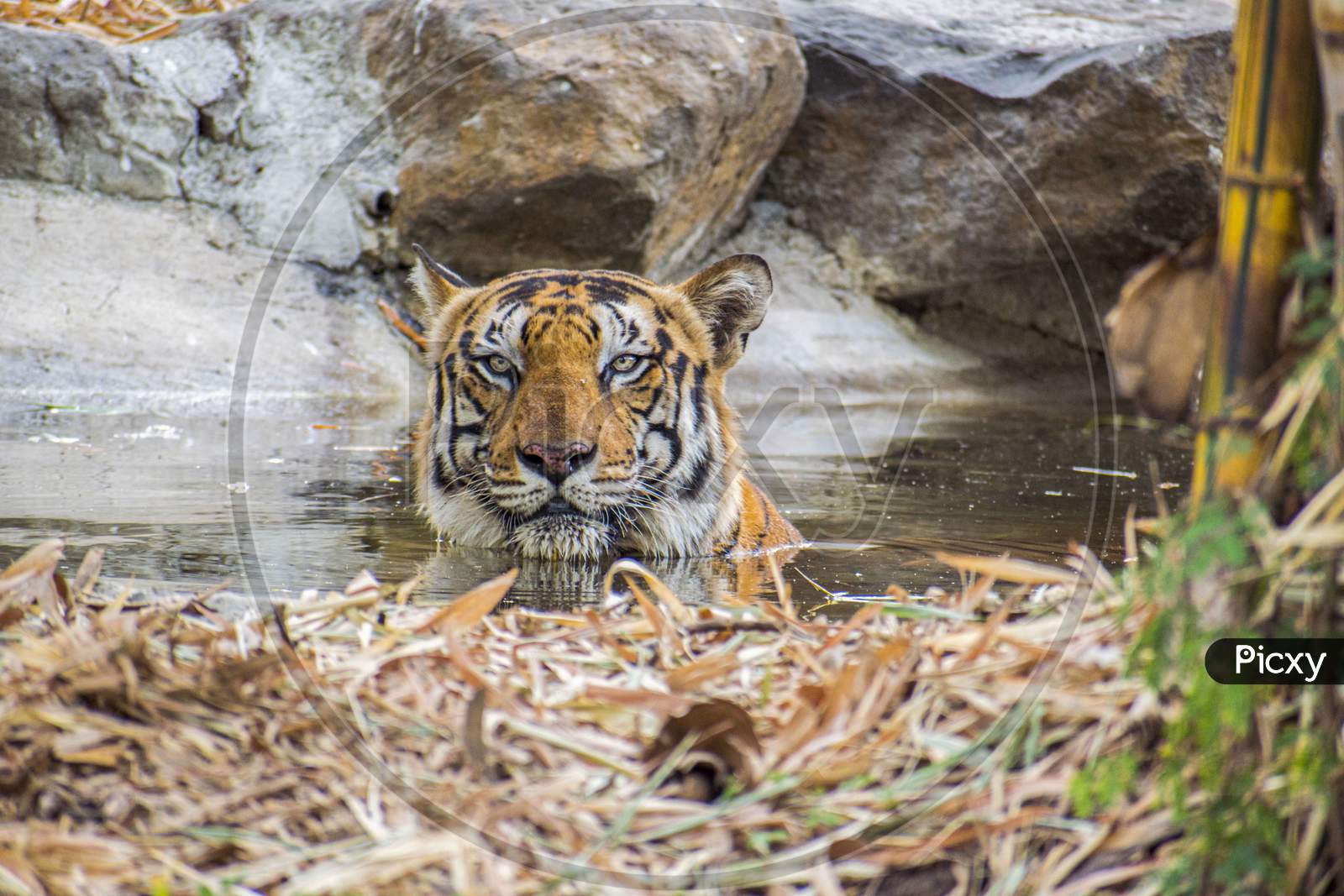 A Royal Bengal Tiger Sitting And Resting In A Water Pool Seeing Towards The Camera In A Forest In India During Indian Summers.