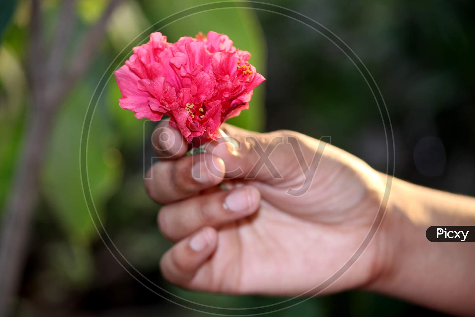 Holding Pink Flowers In Hand For Someone Special