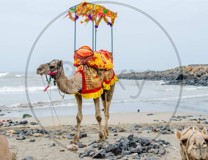 camel on sea beach of somnath temple of somenath Gujarat India