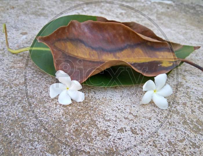Dry Leaf with White Flowers