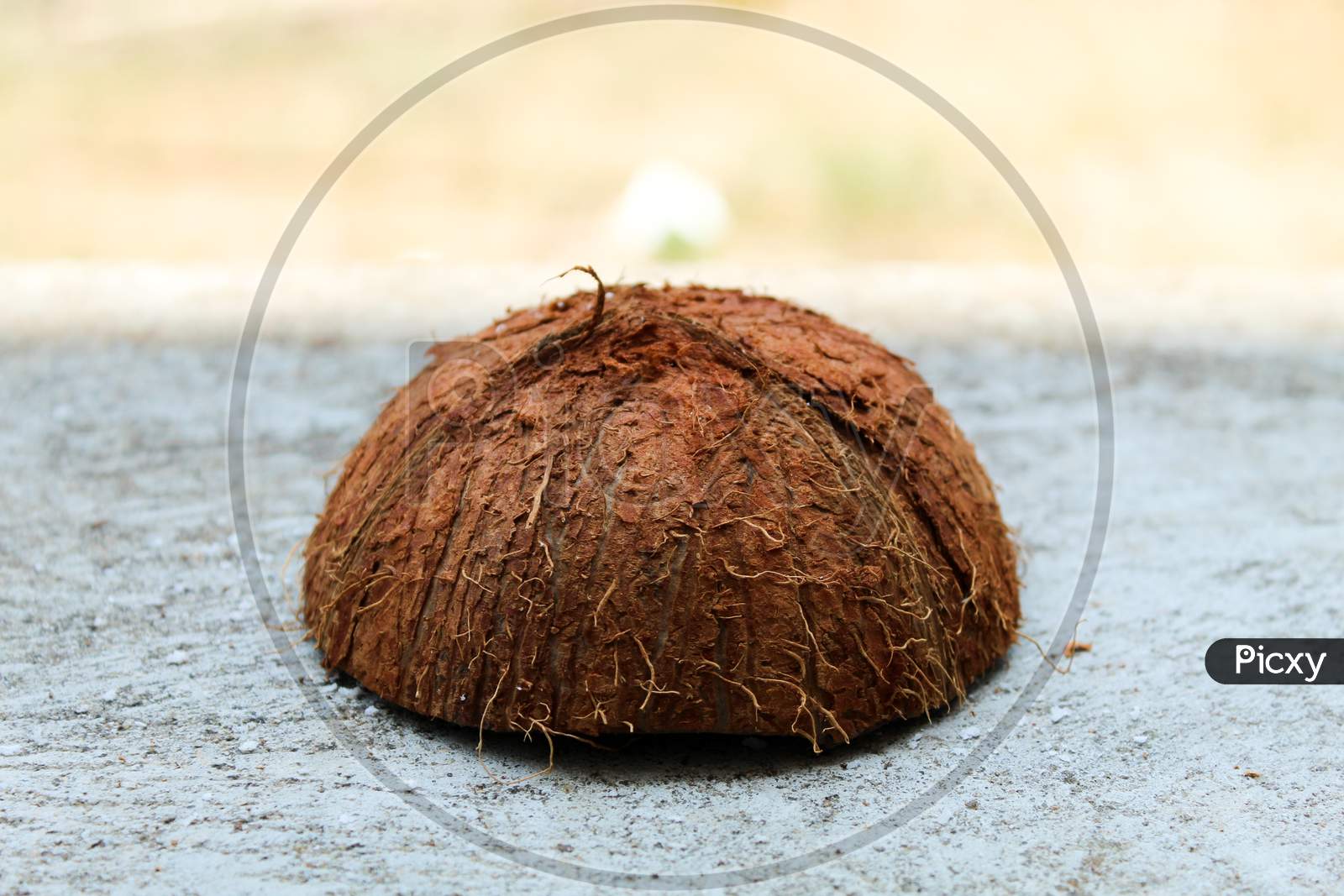 Coconut Shell Cut In Half