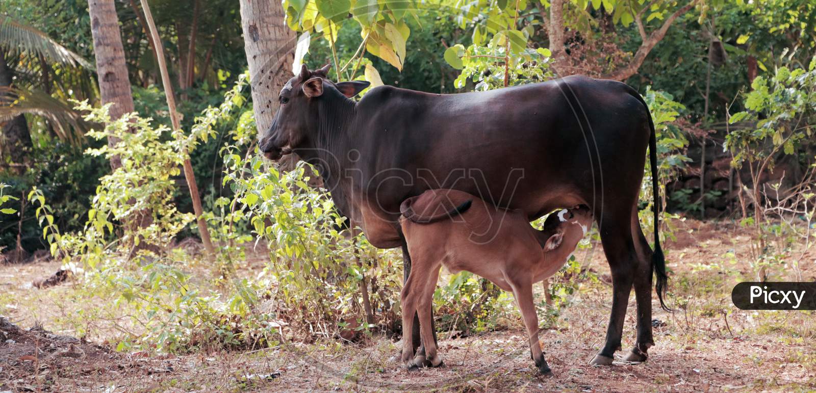 Cow feeding her baby calf