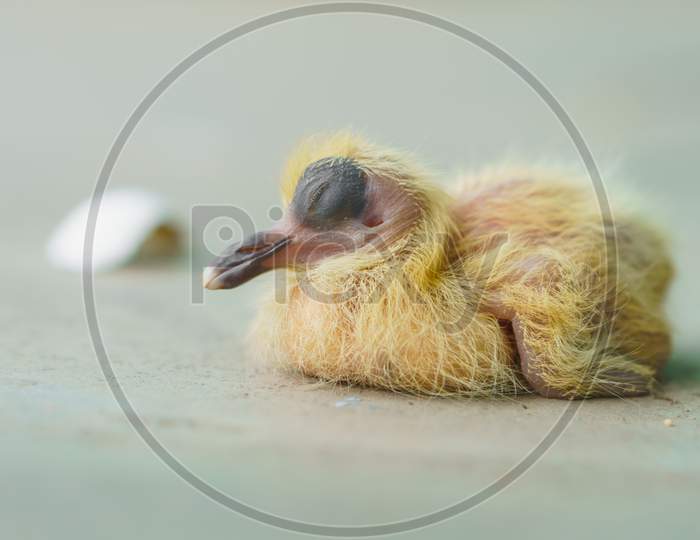 A new born Homeless  bird just coming out from shell and still sleep without thinking upcoming reality