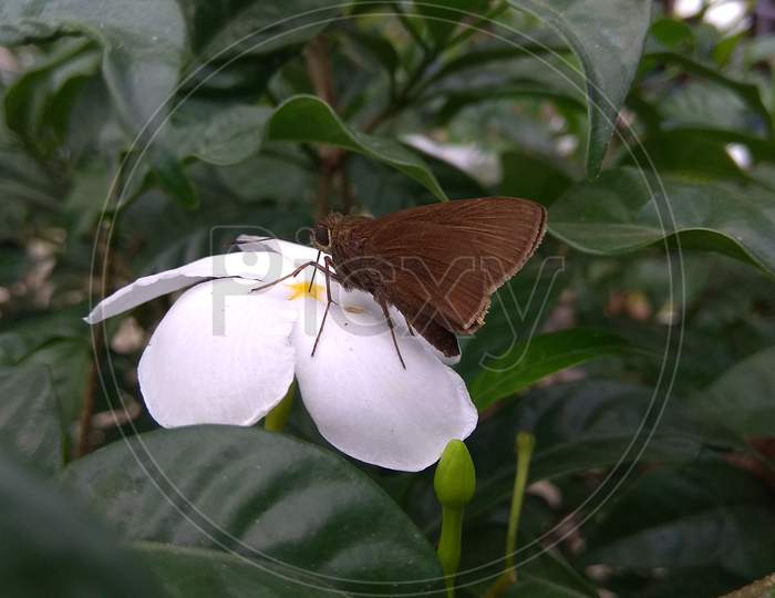 A beautiful butterfly on a crape jasmine.