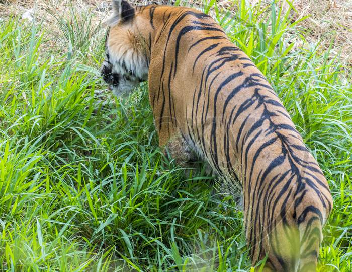 A Rare Image The Tiger Eating Grass In Order To Digest The Meat