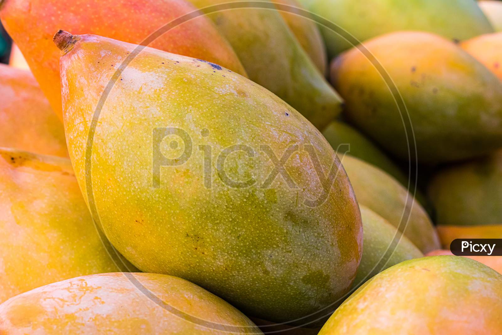 Bunch Of Rip Organic Mangoes. Summer Fruit  Background, Close-Up