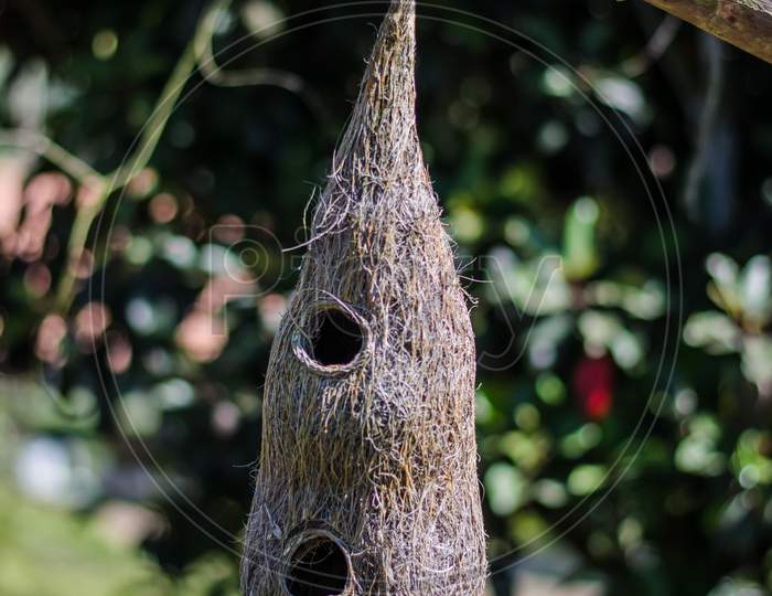 Bird nest hanging in the park of ooty tamilnadu