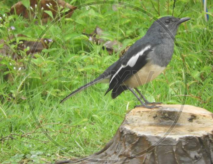 Black-hooded orioleA black bird on a