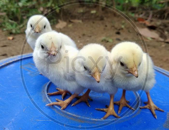 chicks on a poultry farm
