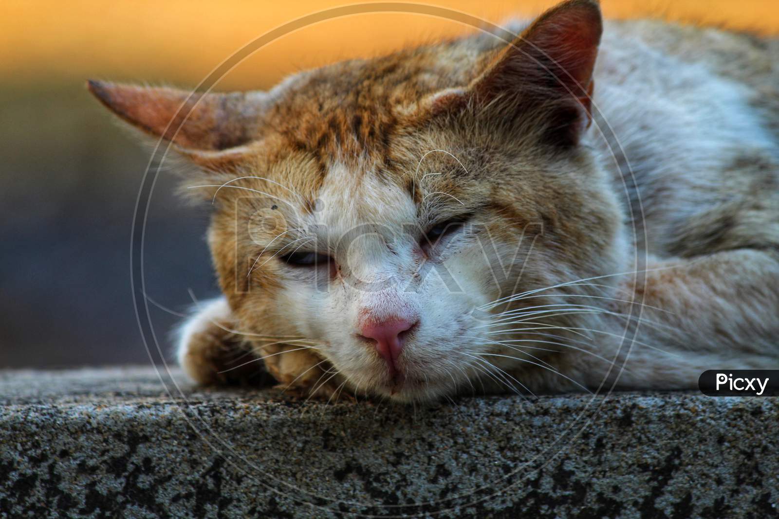 Close Up Picture Of A Cat Taking A Rest, Sleeping